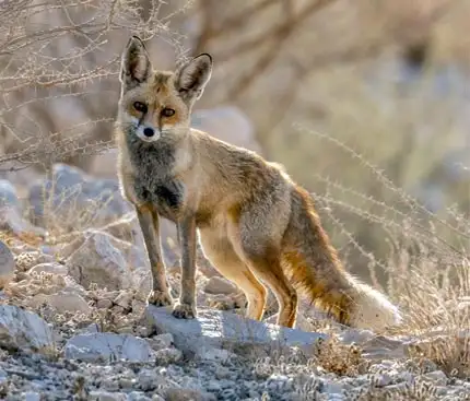 Exploring Wildlife on a Morning Desert Safari