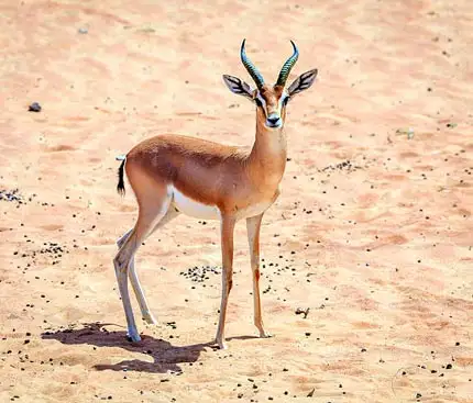 Exploring Wildlife on a Morning Desert Safari