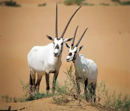 Exploring Wildlife on a Morning Desert Safari